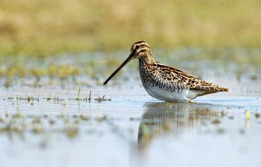 Watersnip, Common Snipe, Gallinago gallinago