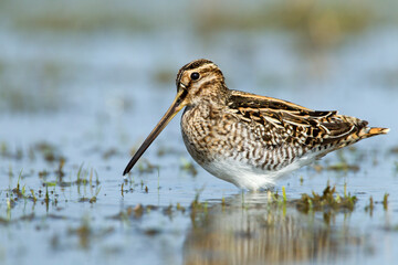 Watersnip, Common Snipe, Gallinago gallinago
