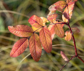 Autumn leaves in the sun. Nature, blurred background.