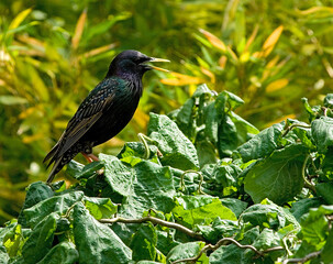 Common Starling, Spreeuw, Sturnus vulgaris