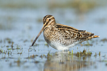 Watersnip, Common Snipe, Gallinago gallinago