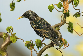 Common Starling, Spreeuw, Sturnus vulgaris