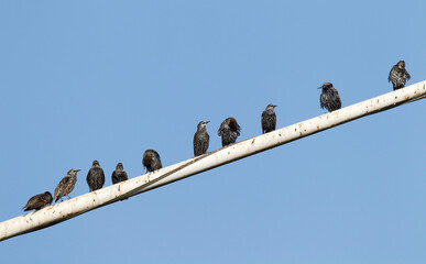Spreeuw, Common Starling, Sturnus vulgaris