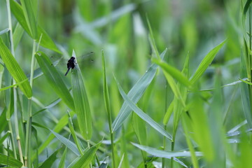 dragonfly on the grass
