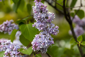 Purple lilac flower. Detailed macro view.