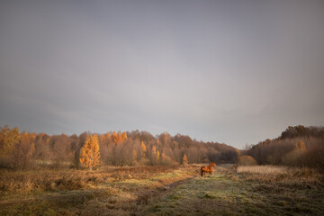 bay horse grazes on a meadow in autumn at dawn