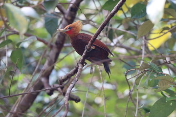 woodpecker on tree