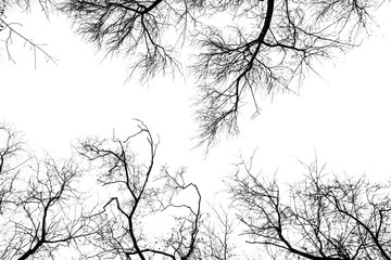 Bare tree branches on a white background, black and white photo.
