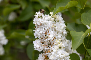 White lilac flower. Detailed macro view.