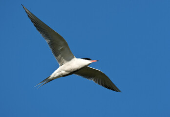Visdief, Common Tern, Sterna hirundo
