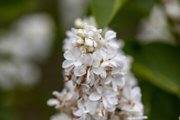 White lilac flower. Detailed macro view.