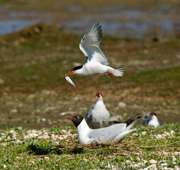 Visdief, Common Tern, Sterna hirundo