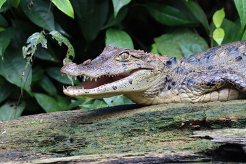 crocodile in the water