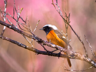 ジョウビタキと梅