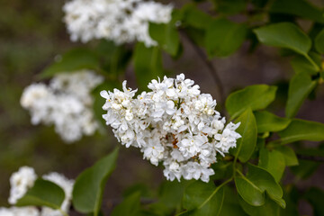 White lilac flower. Detailed macro view.