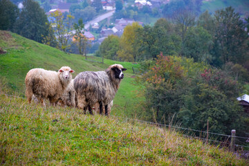 Obraz premium Sheep on grazing near mountain village, Carpathian mountains, Lazeschyna, Ukraine