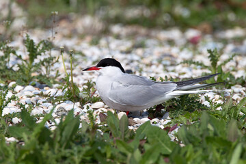 Visdief, Common Tern, Sterna hirundo