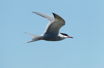 Fototapeta na wymiar Visdief, Common Tern, Sterna hirundo