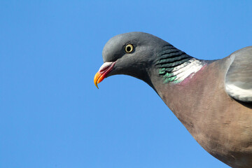 Houtduif, Wood Pigeon, Columba Palumbus