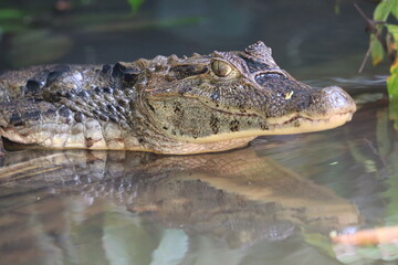 crocodile in the water