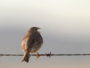 Grauwe Gors, Corn Bunting, Emberiza calandra