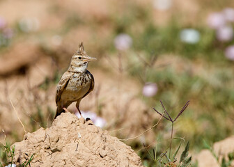 Kuifleeuwerik, Common Crested Lark, Galerida cristata