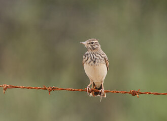 Kuifleeuwerik, Crested Lark, Galerida cristata