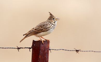 Kuifleeuwerik, Crested Lark, Galerida cristata