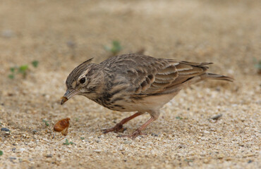 Kuifleeuwerik, Crested Lark, Galerida cristata