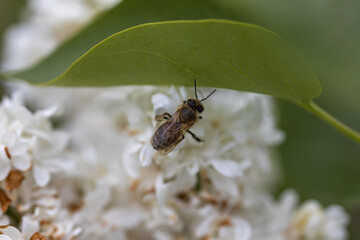 Bee on a white lilac flower. Detailed macro view.