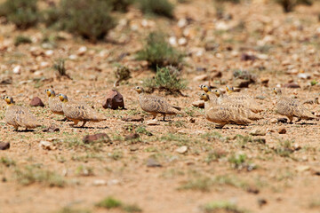 Kroonzandhoen, Crowned Sandgrouse, Pterocles coronatus