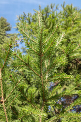 Close-up of green thorny spruce branches.