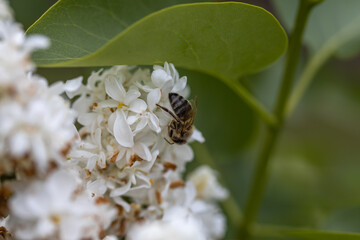 Bee on a white lilac flower. Detailed macro view.