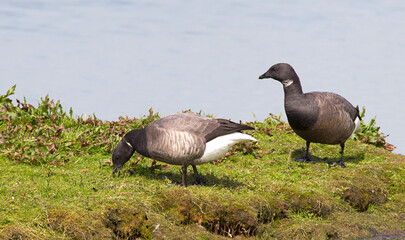 Rotgans, Dark-bellied Brent Goose, Branta bernicla