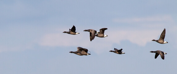 Rotgans, Dark-bellied Brent Goose, Branta bernicla