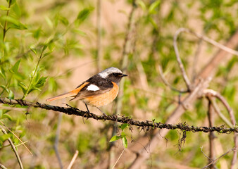 Spiegelroodstaart, Daurian Redstart, Phoenicurus auroreus