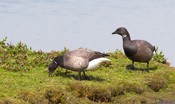 Rotgans, Dark-bellied Brent Goose, Branta bernicla