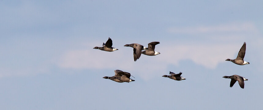 Rotgans, Dark-bellied Brent Goose, Branta bernicla