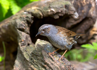 Heggemus; Dunnock; Prunella modularis