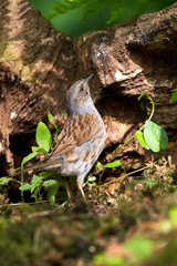 Heggemus; Dunnock; Prunella modularis