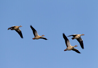 Nijlgans, Egyptian Goose, Alopochen aegyptiacus