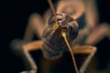 cricket about an leaf with Black background
