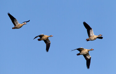Nijlgans, Egyptian Goose, Alopochen aegyptiacus
