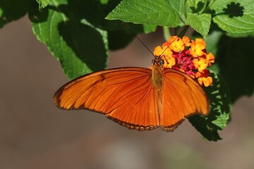 orange butterfly on flower