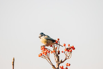 Blue Tit sitting in a tree with red berries without leaves