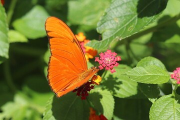 admiral butterfly