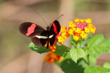 butterfly on a flower