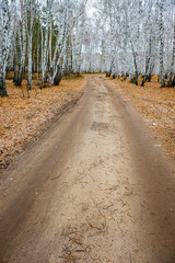 White birches in nature autumn forest.