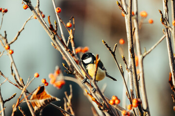 Black Tit in Winter