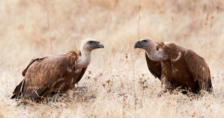 Vale Gier, Griffon Vulture, Gyps fulvus